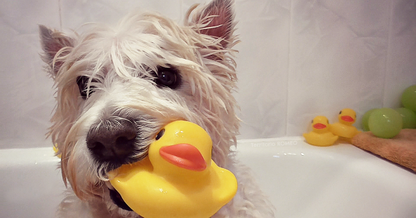 4 เคล็ดลับ สำหรับการอาบน้ำให้สนุกกับสุนัขของคุณ