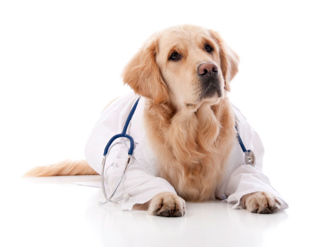 หากจะเลี้ยงลูกสุนัข ต้องพาไปตรวจสุขภาพหรือไม่?