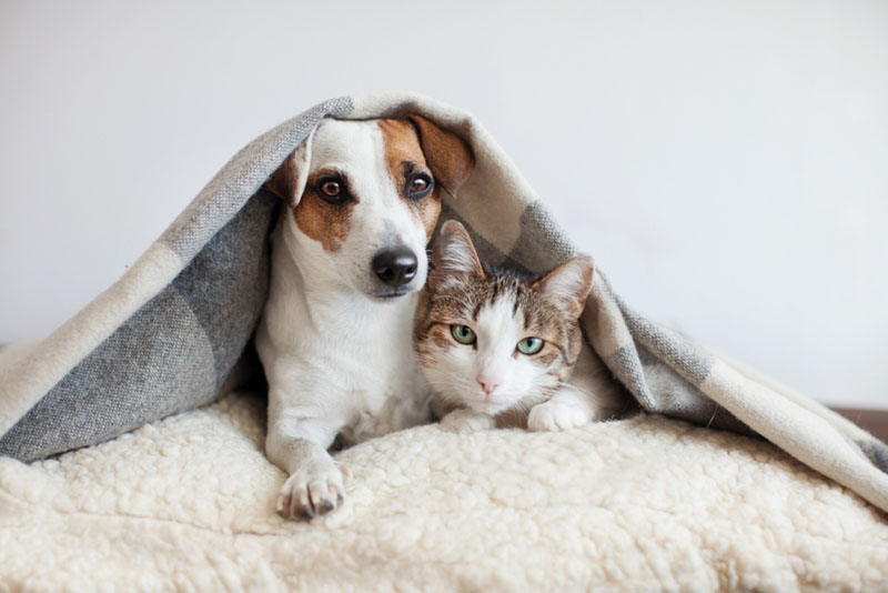 แปลกไหม ทำไมคนเลี้ยงสุนัขและแมวมีบุคลิกตรงกับสัตว์เลี้ยง