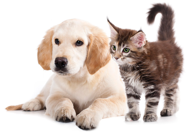โรคที่สุนัขและแมวเป็นได้ คนรักสัตว์ควรรู้