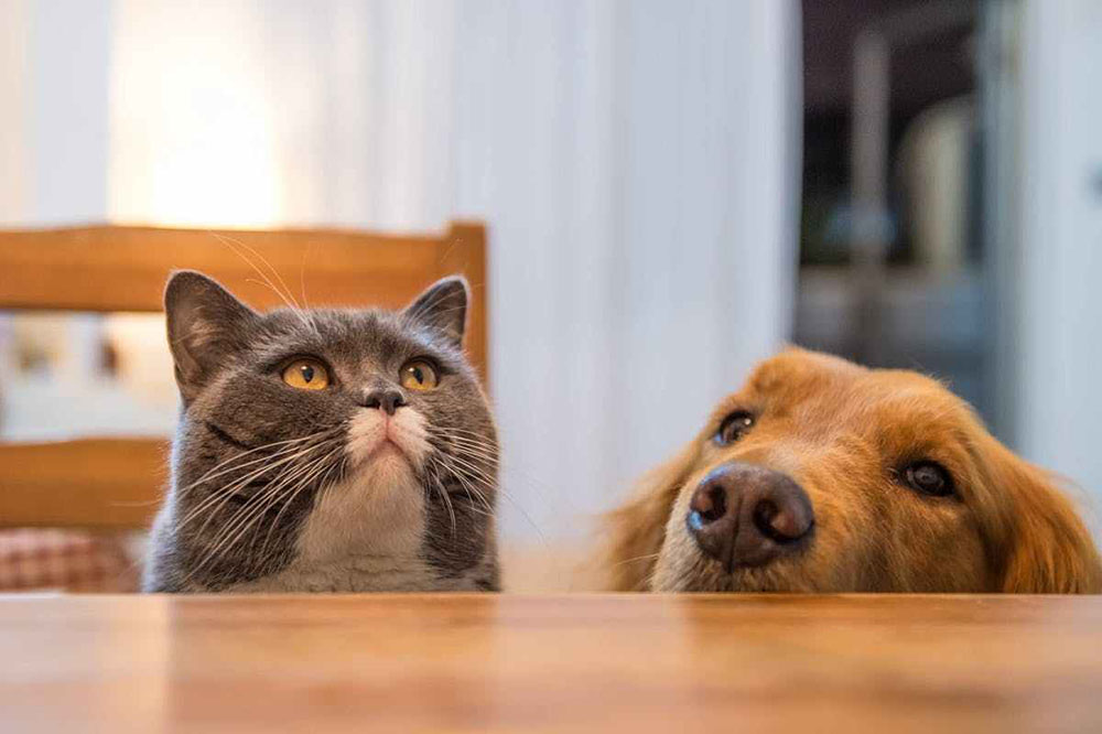 การให้อาหารแมวกับสุนัขแตกต่างกันไหม