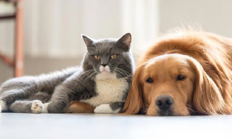 6 ความลับของสุนัข แมวที่คนรักสัตว์ส่วนมากอาจไม่รู้