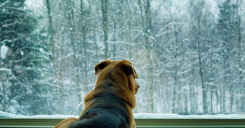 ข้อควรระวัง ดูแลสุนัข แมว และสัตว์เลี้ยงช่วงอากาศหนาวเย็น