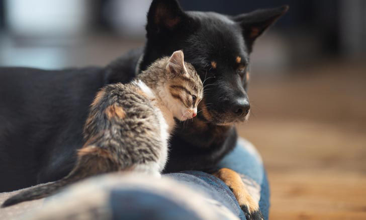 อยากเลี้ยงสุนัขและแมว ต้องทำอย่างไร ให้อยู่ด้วยกันเหมือนพี่น้องท้องเดียวกัน